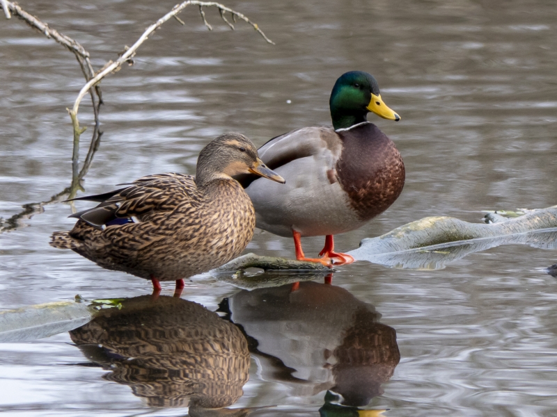 Découverte des oiseaux des étangs du Plessis Brion
