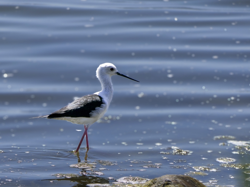 Découverte des oiseaux de la Brenne