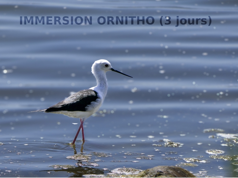 Immersion ornitho en Brenne