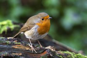 Les oiseaux des Étangs de Commelles